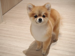 2015.2.22.trimming.chome.かわいい　カットスタイル　犬服　Miss BIBI　ミスビビ
